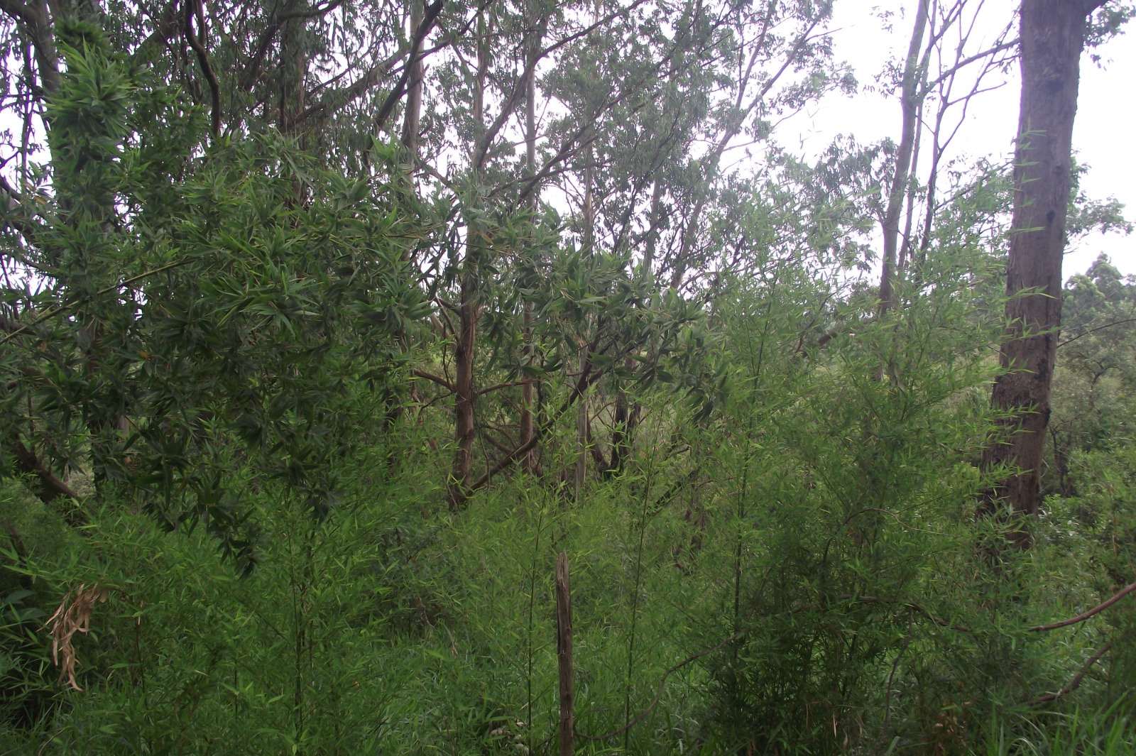 Imagem Terreno à Venda, 24.452 m² em Apotribu de Cima - Itu