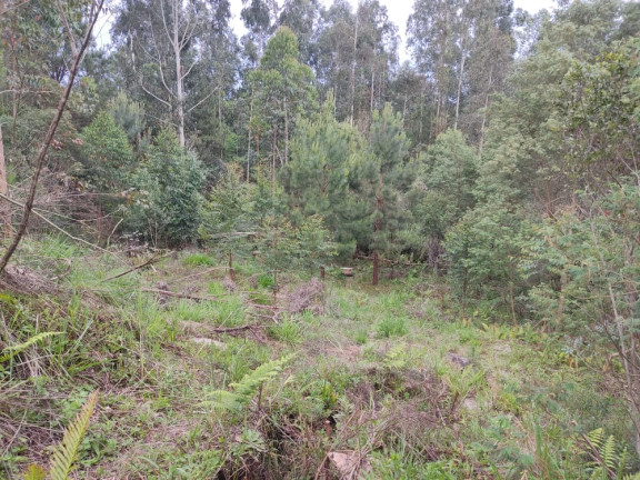 Imagem Terreno à Venda, 1.480 m² em LEÃO - Agudos do Sul Imagem Terreno à Venda, 1.480 m² em LEÃO - Agudos do Sul