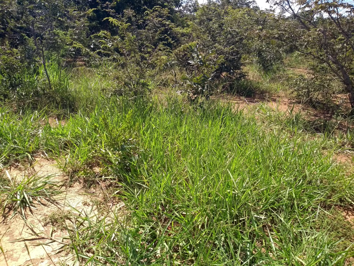 Imagem Fazenda à Venda, 64 Alq. GO em Zona Rural - Ribeirãozinho Imagem Fazenda à Venda, 64 Alq. GO em Zona Rural - Ribeirãozinho