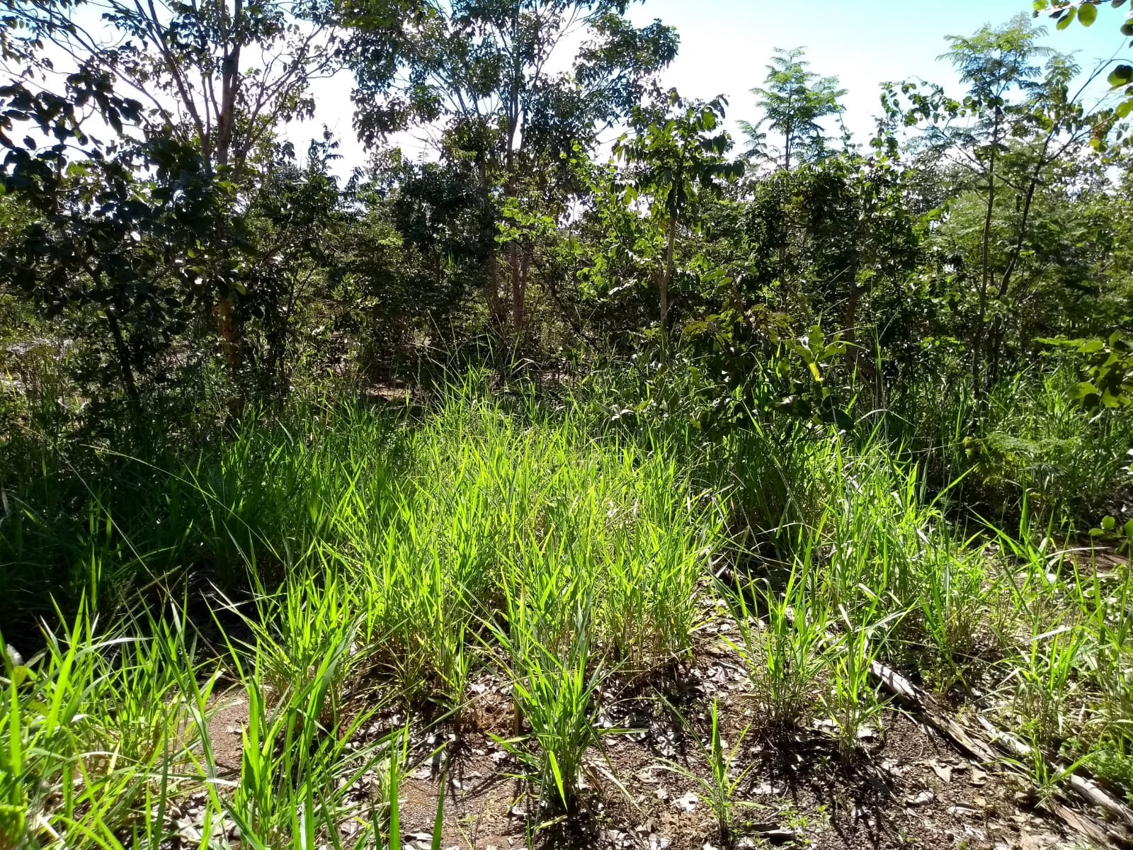 Imagem Fazenda à Venda, 64 Alq. GO em Zona Rural - Ribeirãozinho Imagem Fazenda à Venda, 64 Alq. GO em Zona Rural - Ribeirãozinho