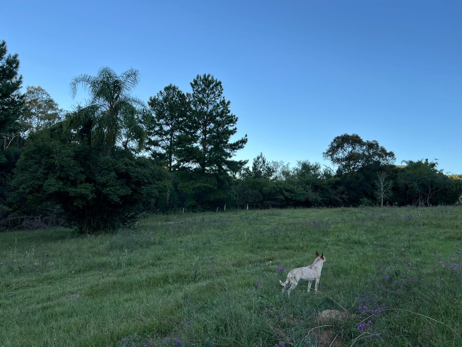 Imagem Chácara à Venda, 100.000 m²em Lomba Grande - Novo Hamburgo