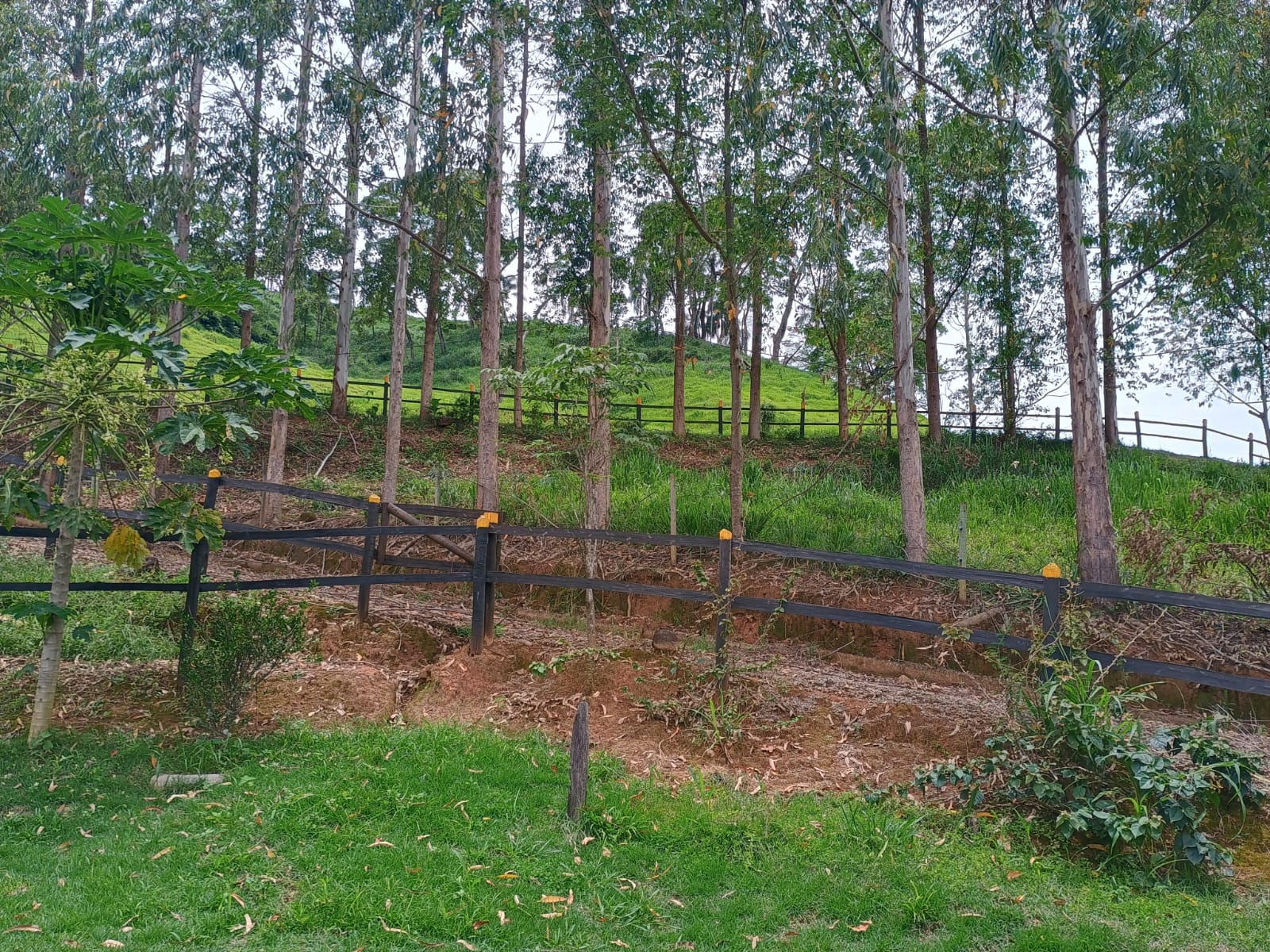 Imagem Chácara com 2 Quartos à Venda, 72.000 m² em  - Rio Pomba