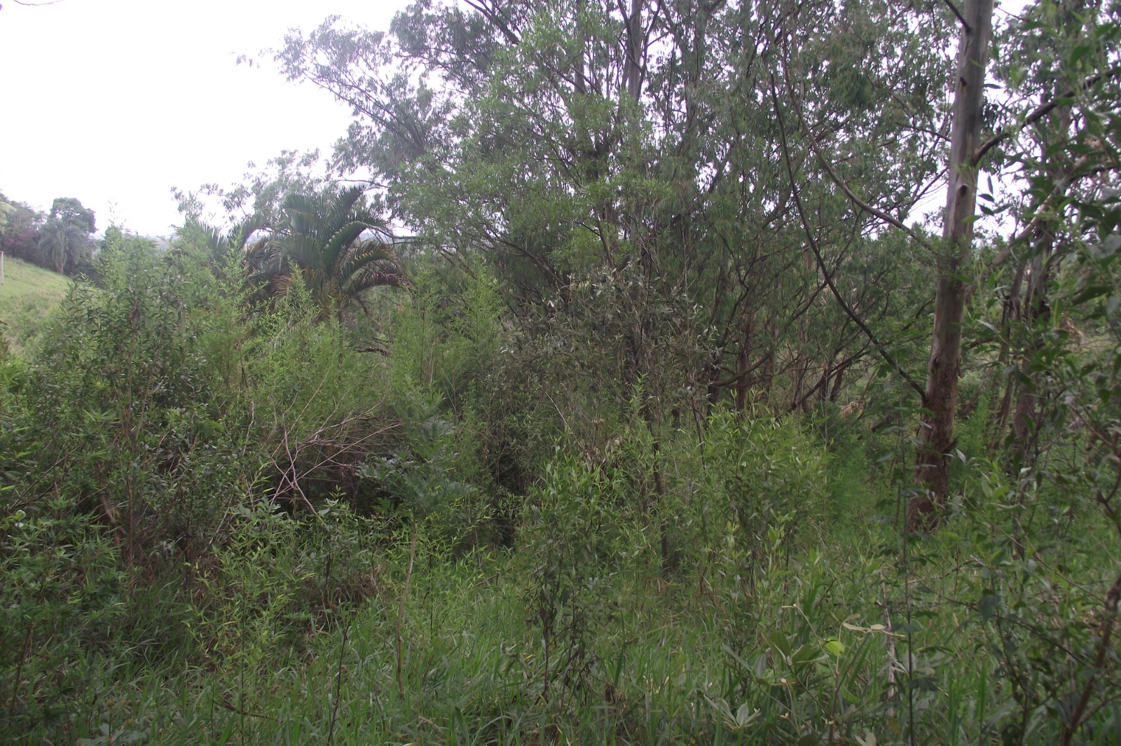 Imagem Terreno à Venda, 24.452 m² em Apotribu de Cima - Itu