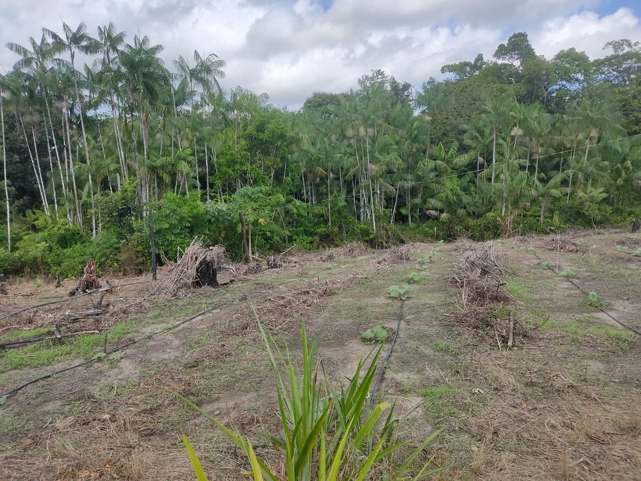 Imagem Terreno à Venda, 300.000 m² em - Bujaru Imagem Terreno à Venda, 300.000 m² em - Bujaru