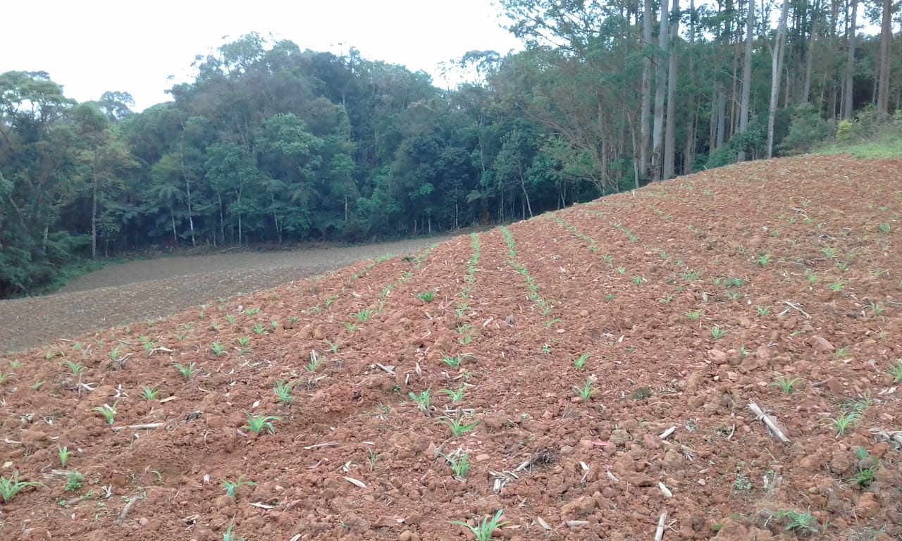 Imagem Chácara com 3 Quartos à Venda, 98.000 m²em Chapadão do Tigre - Vidal Ramos
