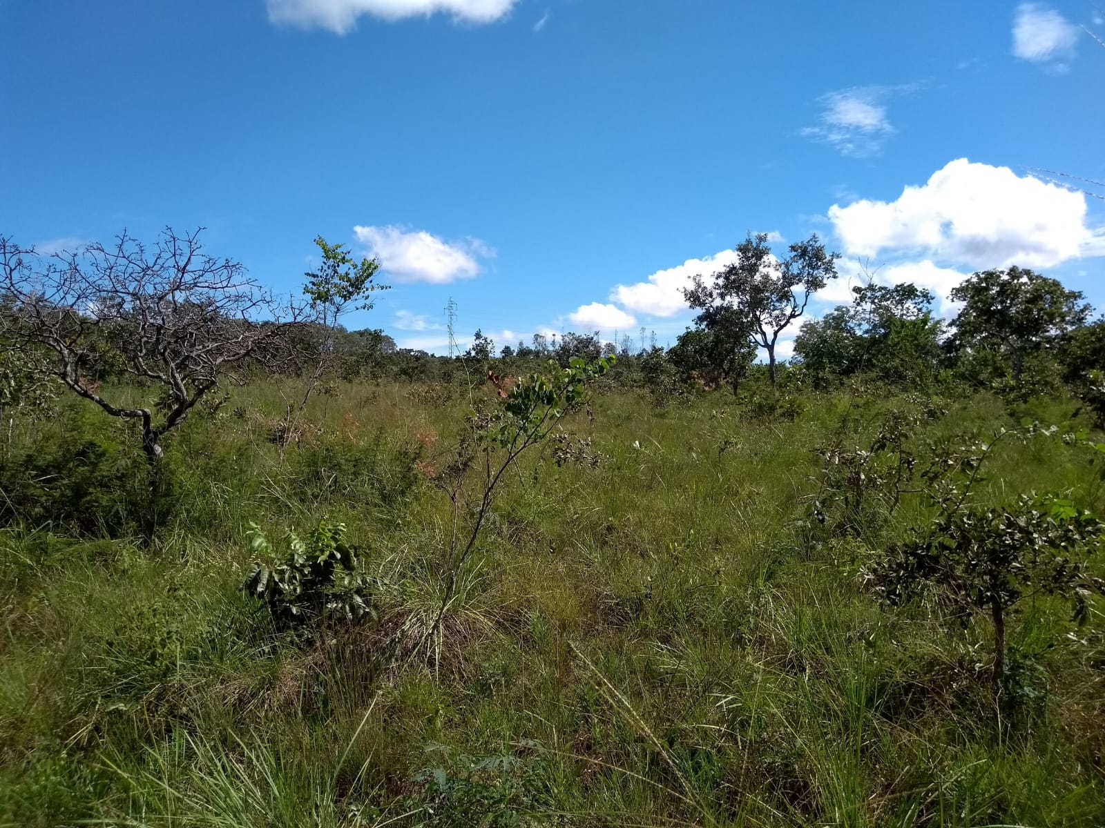 Imagem Fazenda à Venda, 2 HAem Zona Rural - Campinápolis Imagem Fazenda à Venda, 2 HAem Zona Rural - Campinápolis
