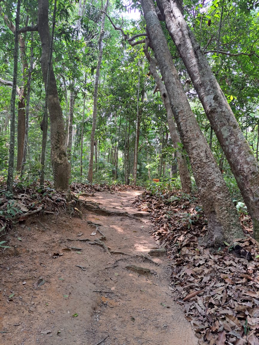 Imagem Terreno à Venda, 250 m²em Vigia - Santarém
