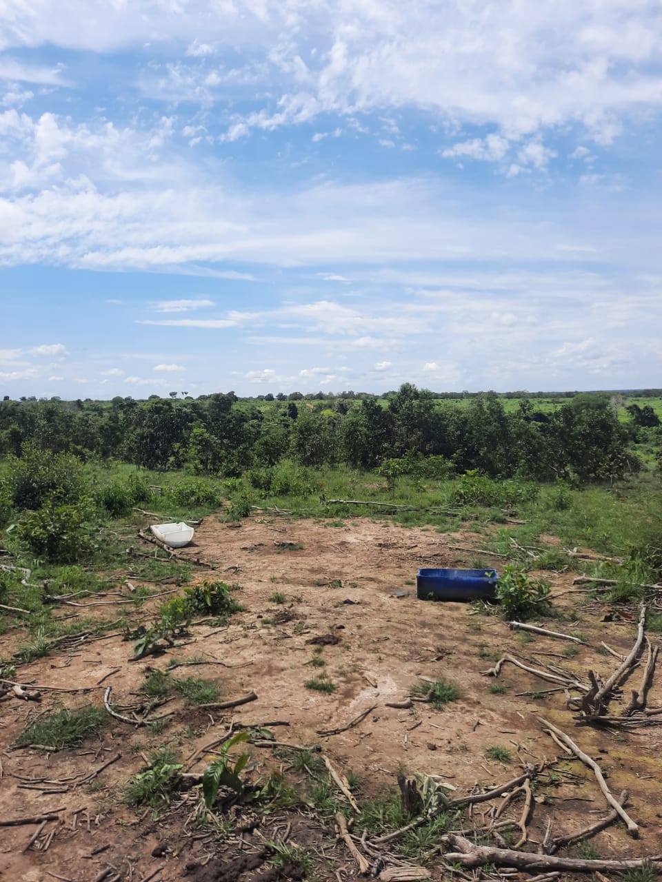 Imagem Fazenda à Venda, 1 HAem Centro - Pequizeiro