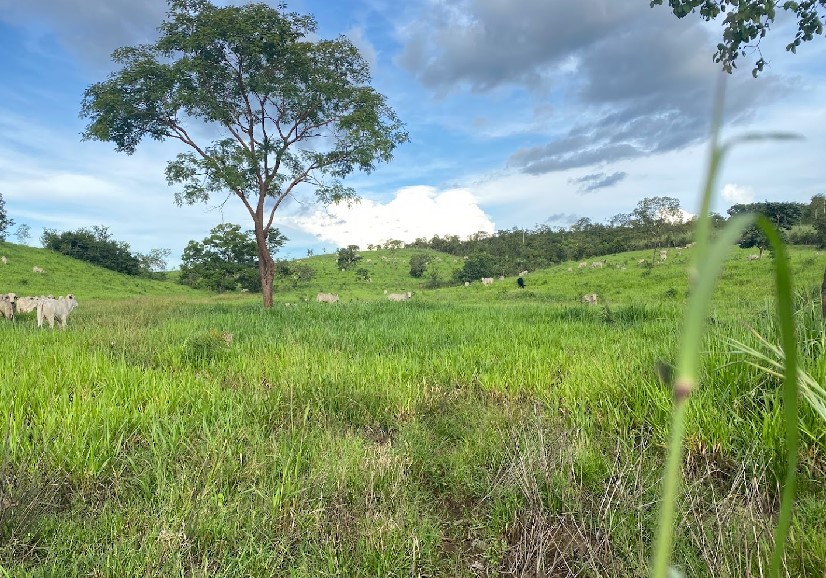 Imagem Fazenda à Venda, 3 HAem ZONA RURAL - Pindorama do Tocantins Imagem Fazenda à Venda, 3 HAem ZONA RURAL - Pindorama do Tocantins