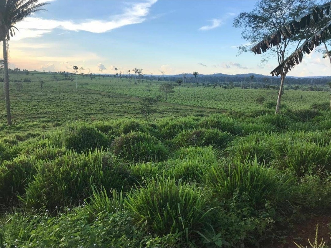 Imagem Fazenda à Venda, 9.399 m² em Centro - São Félix do Xingu Imagem Fazenda à Venda, 9.399 m² em Centro - São Félix do Xingu