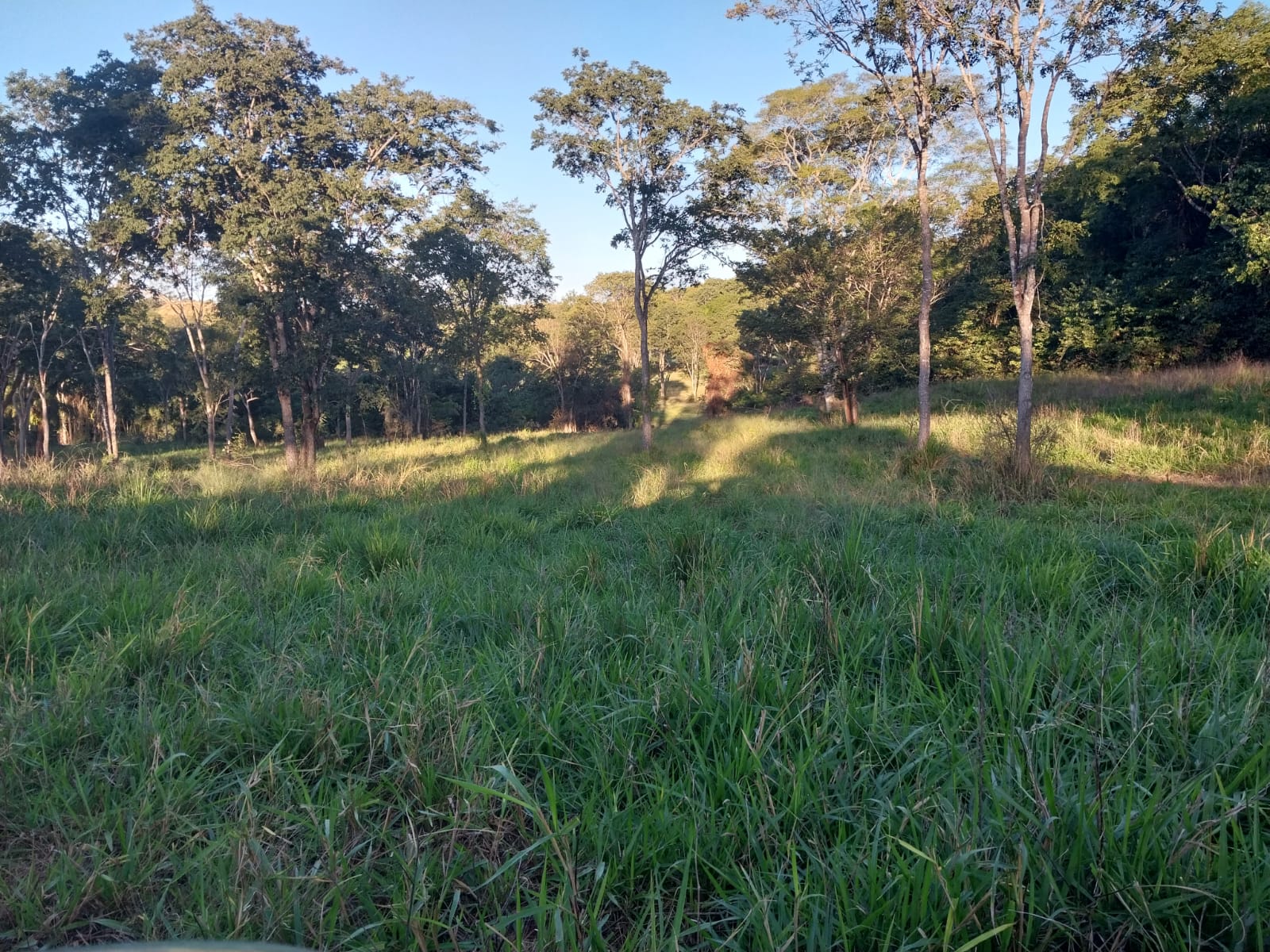 Imagem Fazenda à Venda, 353 HAem ZONA RURAL - Alto Araguaia