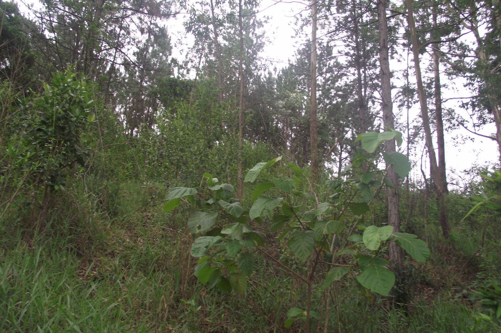 Imagem Terreno à Venda, 24.452 m² em Apotribu de Cima - Itu