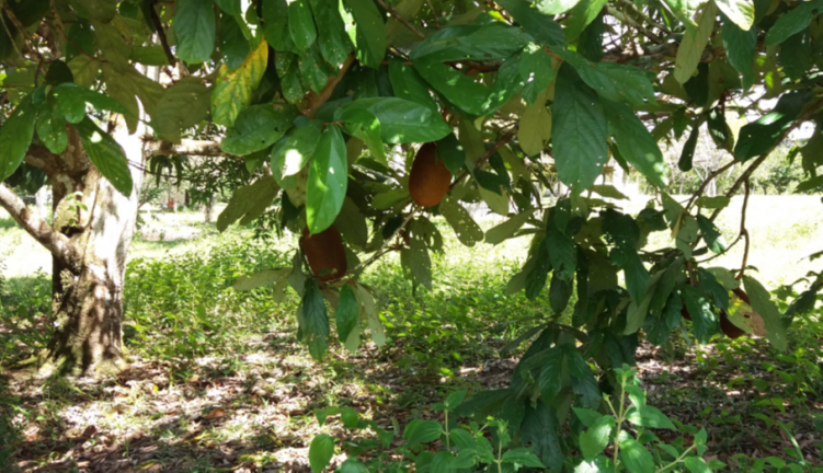 Chácara com 4 Quartos à Venda,  em Ramal urubui - Presidente Figueiredo