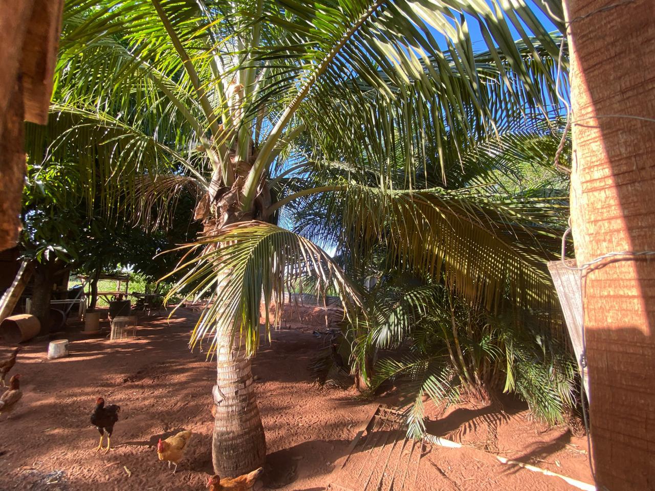 Imagem Chácara com 2 Quartos à Venda, 1.000 m² em Loteamento São Jorge - São José do Rio Preto Imagem Chácara com 2 Quartos à Venda, 1.000 m² em Loteamento São Jorge - São José do Rio Preto