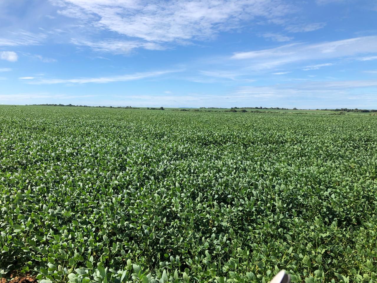 Imagem Fazenda à Venda, 309 m²em Zona Rural - Mundo Novo Imagem Fazenda à Venda, 309 m²em Zona Rural - Mundo Novo