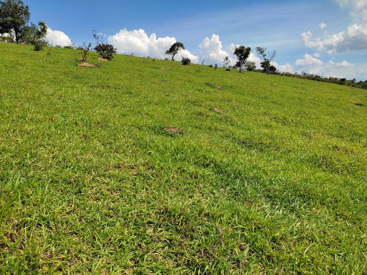 Imagem Fazenda à Venda, 51 HAem zona rural - Desterro de Entre Rios