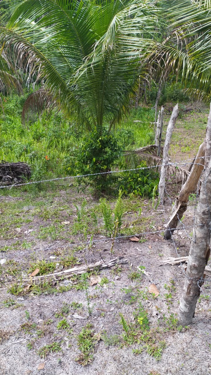 Imagem Terreno à Venda, 310 m²em Velha Boipeba - Cairu Imagem Terreno à Venda, 310 m²em Velha Boipeba - Cairu