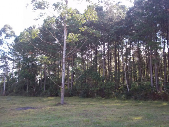 Imagem Terreno à Venda, 70.000 m² em Morro Chato - Turvo Imagem Terreno à Venda, 70.000 m² em Morro Chato - Turvo