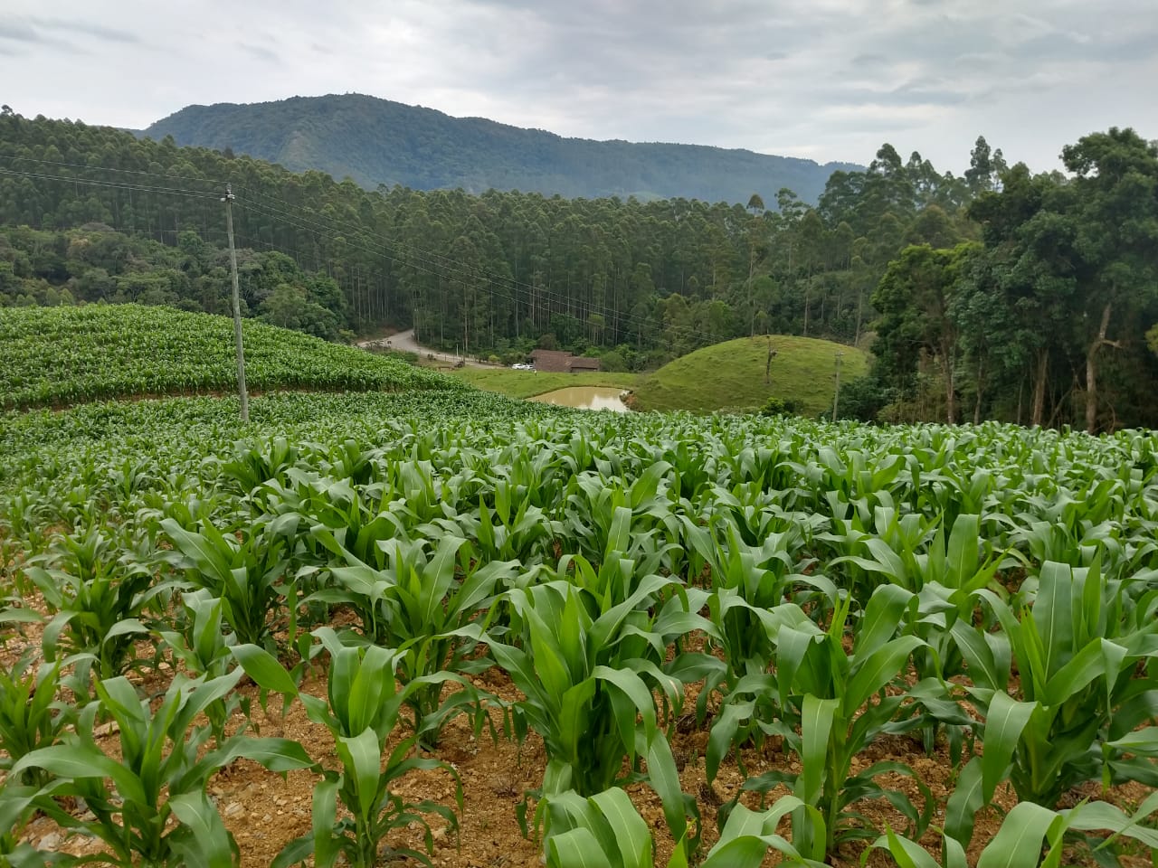 Imagem Chácara com 3 Quartos à Venda, 98.000 m²em Chapadão do Tigre - Vidal Ramos
