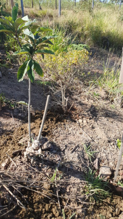 Imagem Terreno à Venda, 2.341 m² em Campo LArgo - Jarinu Imagem Terreno à Venda, 2.341 m² em Campo LArgo - Jarinu