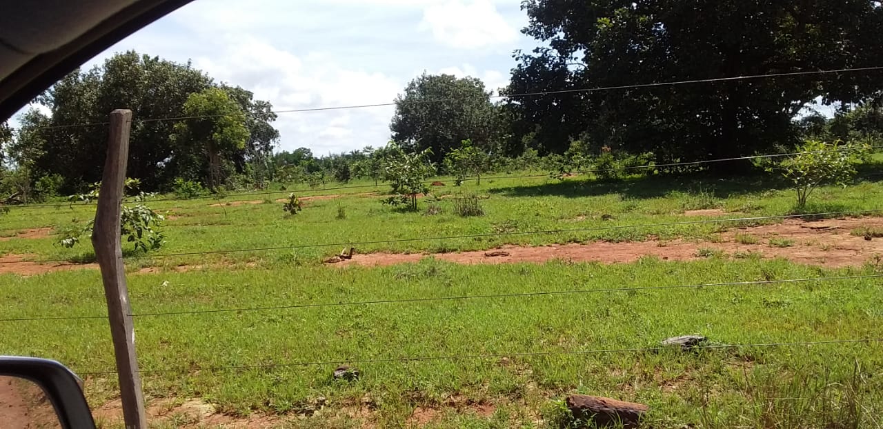 Imagem Fazenda à Venda, 1 HAem Centro - Pequizeiro