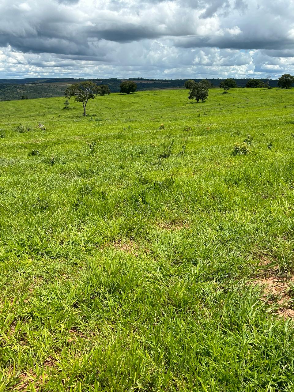 Imagem Fazenda à Venda, 198 Alq GOem Centro - Mineiros Imagem Fazenda à Venda, 198 Alq GOem Centro - Mineiros
