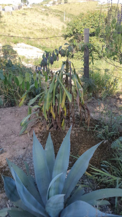 Imagem Terreno à Venda, 2.341 m² em Campo LArgo - Jarinu Imagem Terreno à Venda, 2.341 m² em Campo LArgo - Jarinu