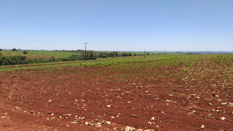 Imagem Fazenda à Venda,  em Gleba Ribeirão Maringá - Maringá