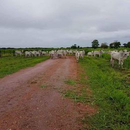 Imagem Fazenda à Venda, 8 HAem ZONA RURAL - Cocalinho Imagem Fazenda à Venda, 8 HAem ZONA RURAL - Cocalinho