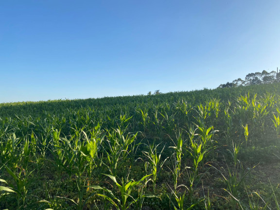 Imagem Terreno à Venda, 1.000 m² em Dona Catarina - Mairinque Imagem Terreno à Venda, 1.000 m² em Dona Catarina - Mairinque