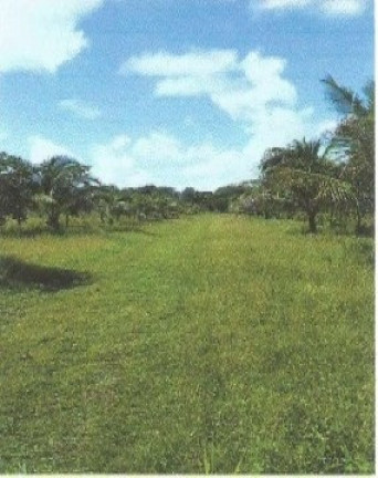 Imagem Fazenda à Venda, 66.246 m² em Zona Rural - Vigia Imagem Fazenda à Venda, 66.246 m² em Zona Rural - Vigia
