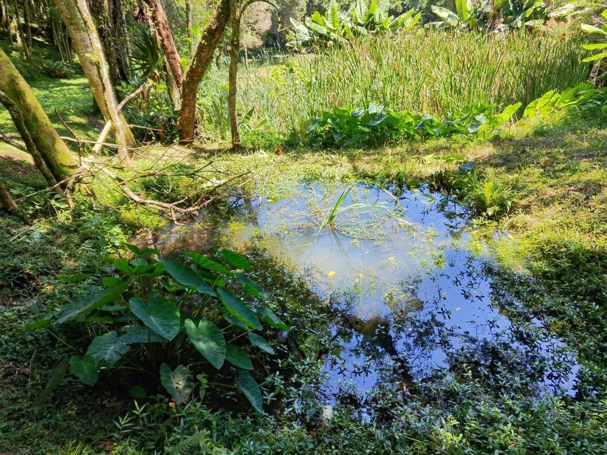 Imagem Chácara à Venda, 10.000 m² em Colônia Mariana - Campo Largo Imagem Chácara à Venda, 10.000 m² em Colônia Mariana - Campo Largo