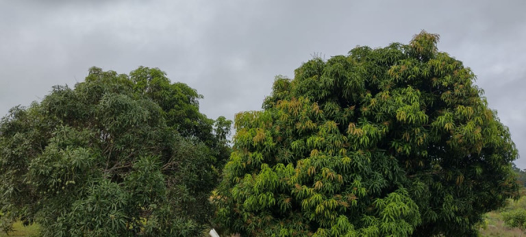 Imagem Terreno à Venda, 2.000 m² em Zona Rural - Humaitá Imagem Terreno à Venda, 2.000 m² em Zona Rural - Humaitá
