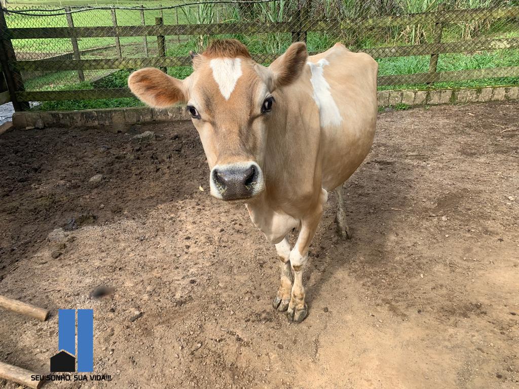 Imagem Terreno à Venda, 110 m²em Juquiazinho - Juquitiba