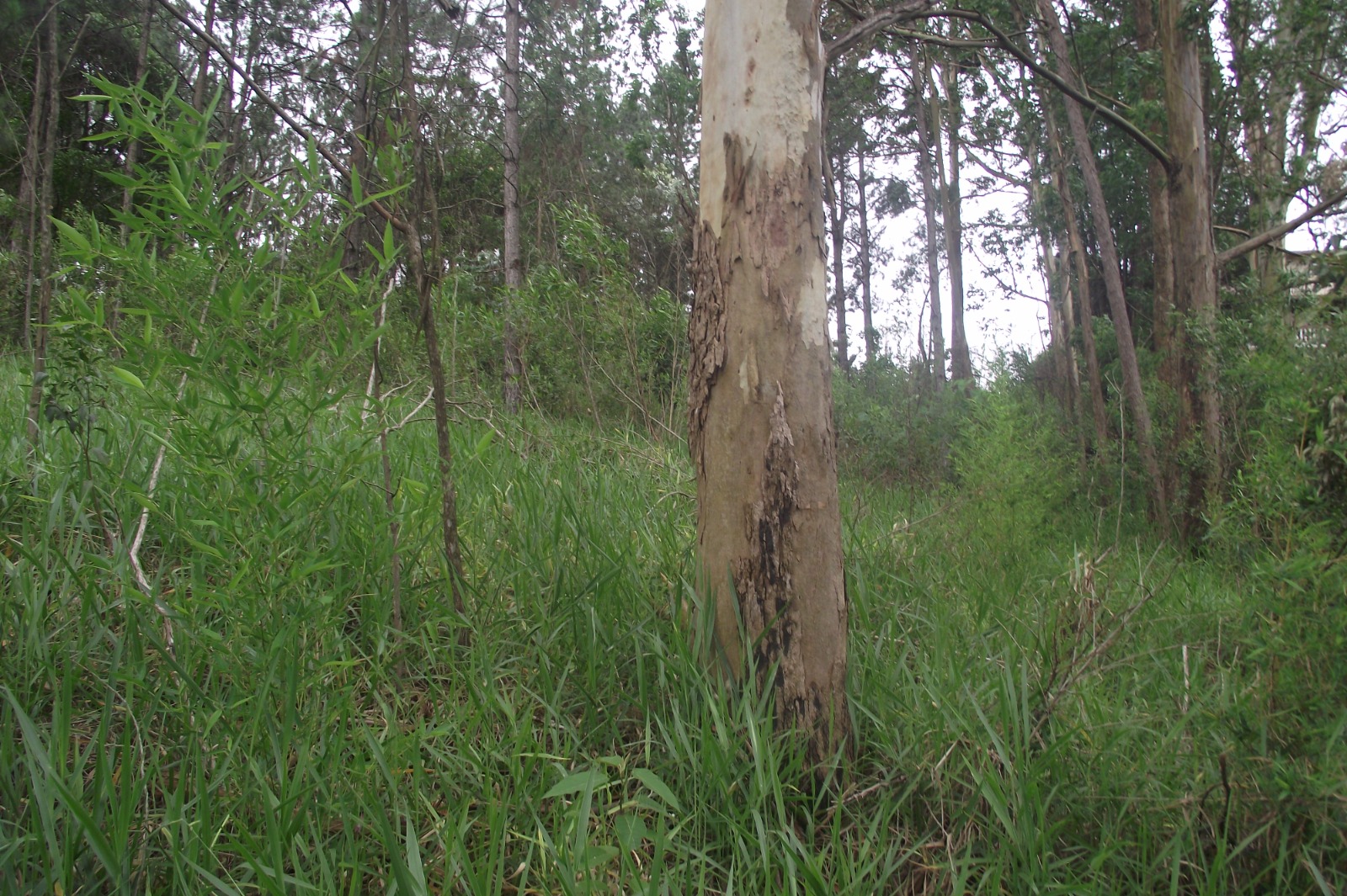 Imagem Terreno à Venda, 24.452 m² em Apotribu de Cima - Itu