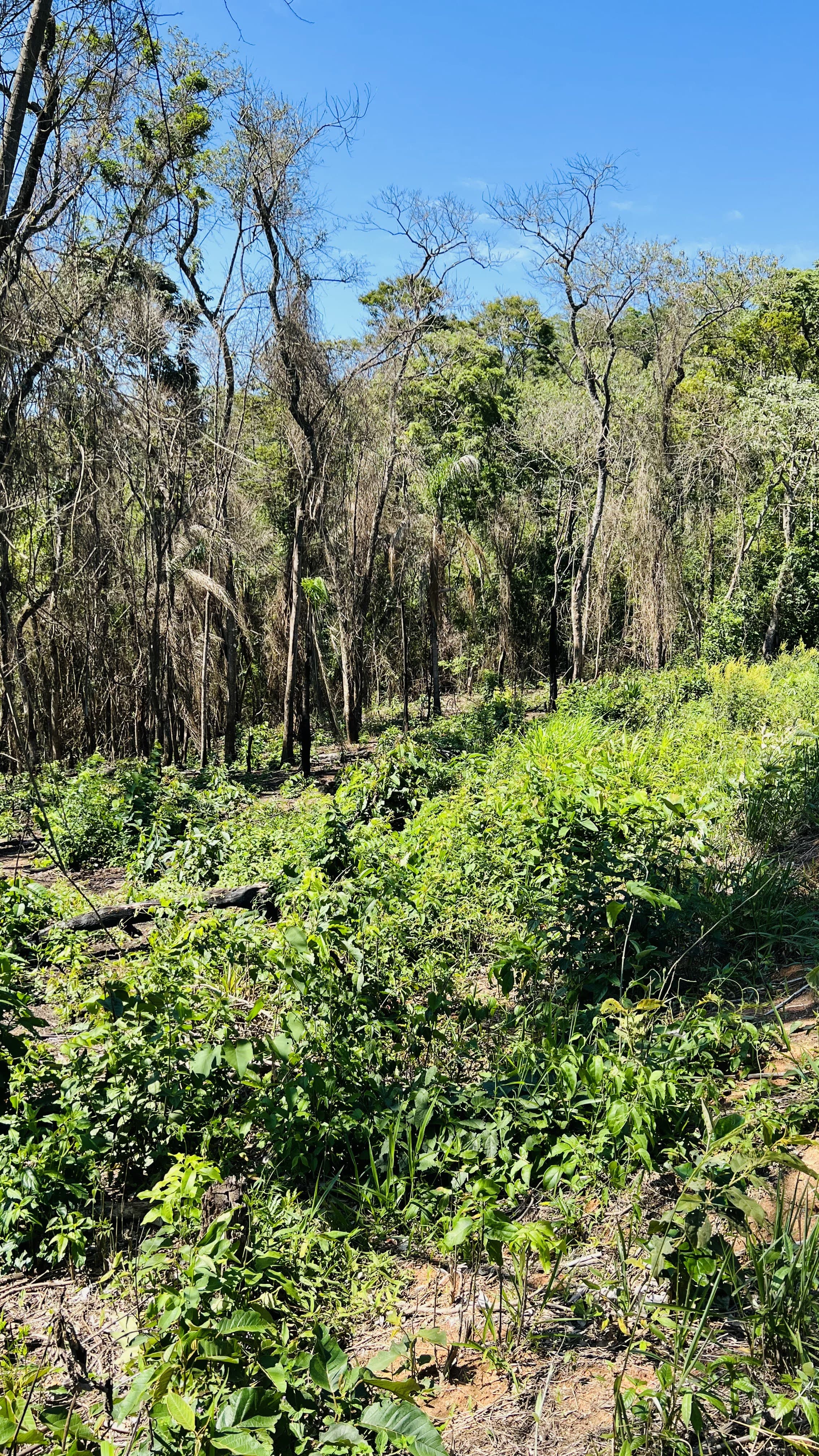Imagem Terreno em Condomínio à Venda, 1.531 m² em Estância Santa Maria do Laranjal - Atibaia