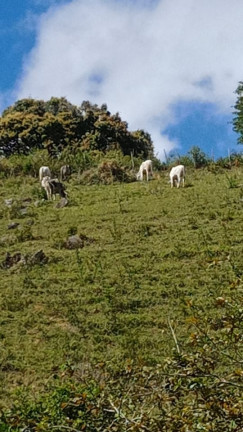 Imagem Chácara com 2 Quartos à Venda,  em Alpes Suiços - Gravatá