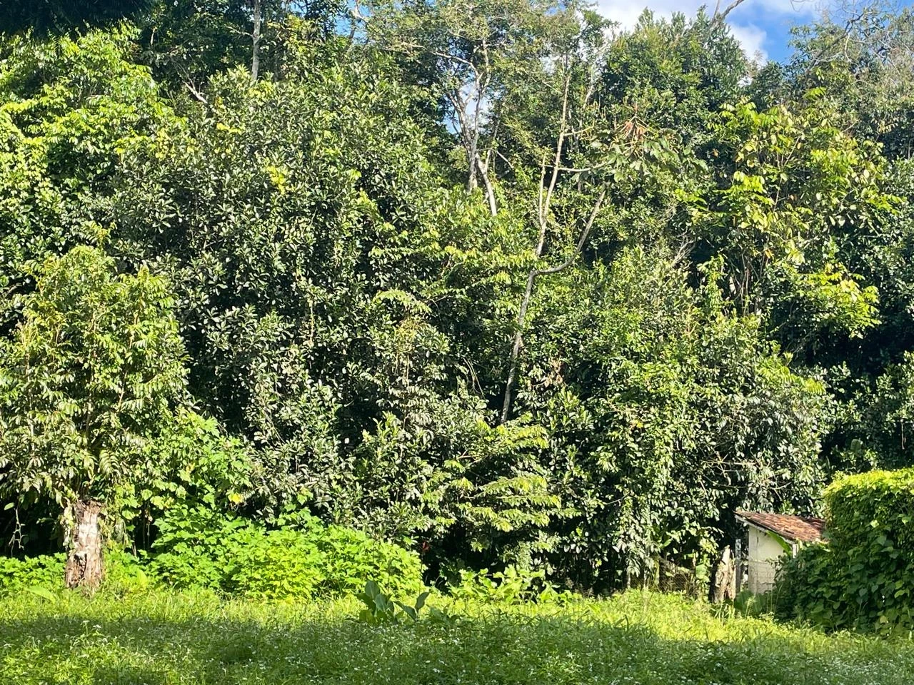 Imagem Casa com 2 Quartos à Venda, 725 m² em Aldeia dos Camarás - Camaragibe Imagem Casa com 2 Quartos à Venda, 725 m² em Aldeia dos Camarás - Camaragibe