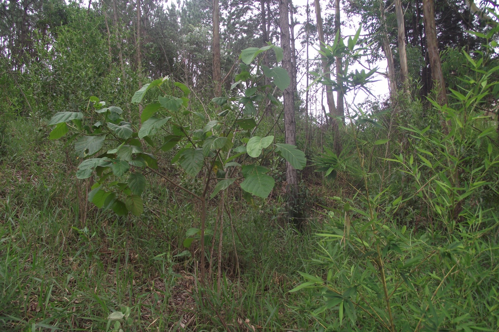 Imagem Terreno à Venda, 24.452 m² em Apotribu de Cima - Itu
