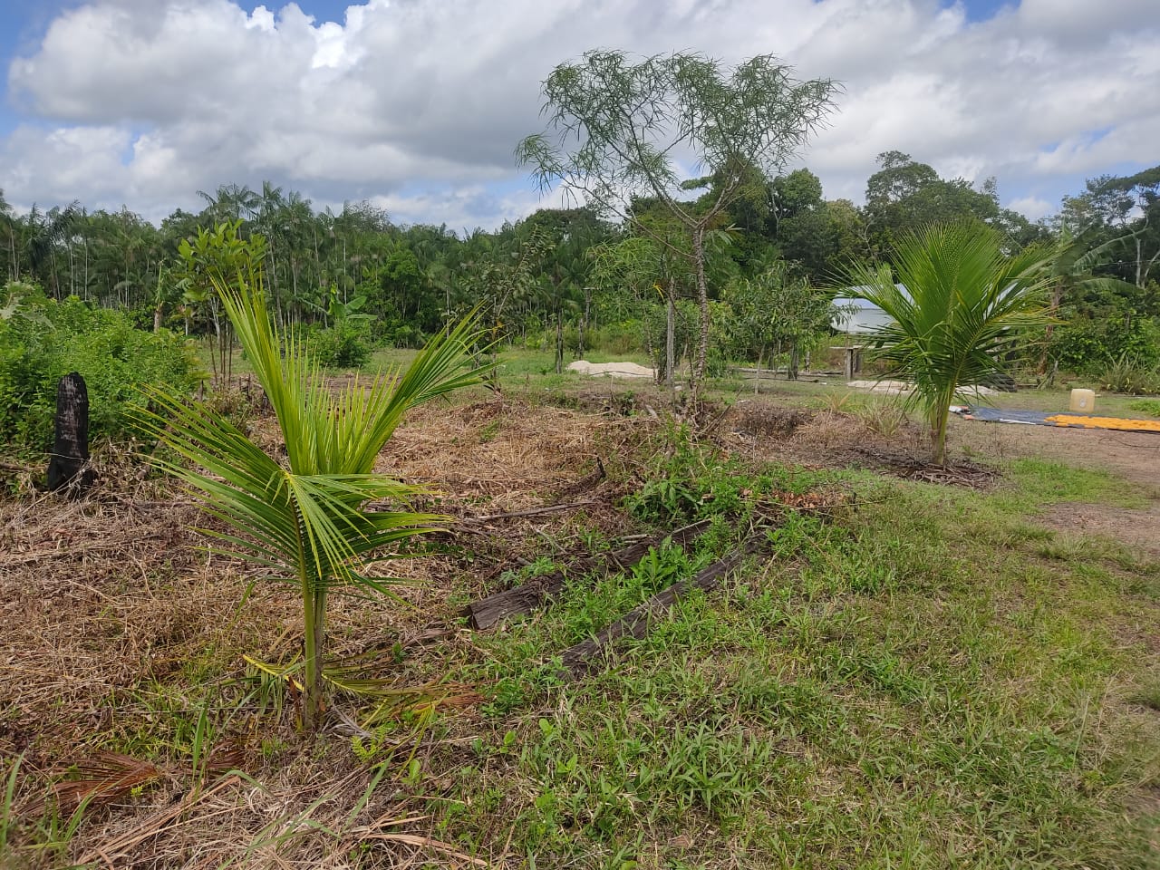 Imagem Terreno à Venda, 300.000 m² em - Bujaru Imagem Terreno à Venda, 300.000 m² em - Bujaru