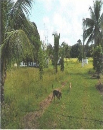 Imagem Fazenda à Venda, 66.246 m² em Zona Rural - Vigia Imagem Fazenda à Venda, 66.246 m² em Zona Rural - Vigia