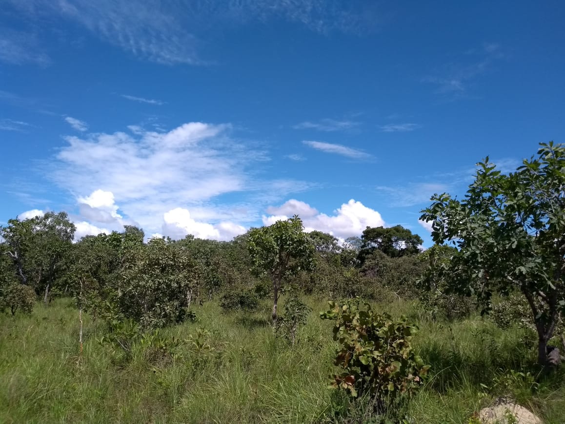 Imagem Fazenda à Venda, 64 Alq. GO em Zona Rural - Ribeirãozinho Imagem Fazenda à Venda, 64 Alq. GO em Zona Rural - Ribeirãozinho