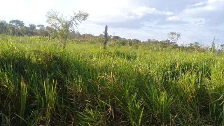 Imagem Terreno à Venda, em Zona Rural - Humaitá Imagem Terreno à Venda, em Zona Rural - Humaitá
