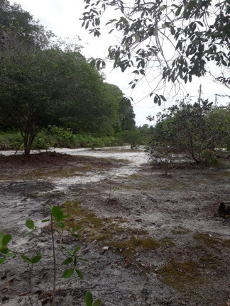 Imagem Chácara à Venda, 34.000 m² em Aparecida - Manacapuru