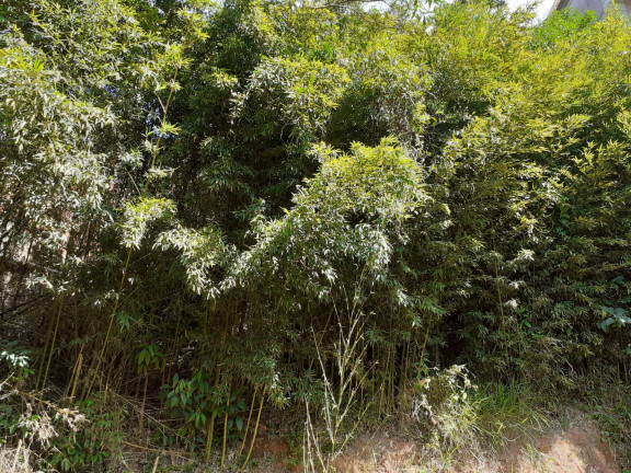 Imagem Imóvel Comercial à Venda, 100 m² em Pimenteiras - Teresópolis