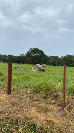 Imagem Chácara à Venda, 450.000 m² em Centro - Santo Antônio do Tauá Imagem Chácara à Venda, 450.000 m² em Centro - Santo Antônio do Tauá
