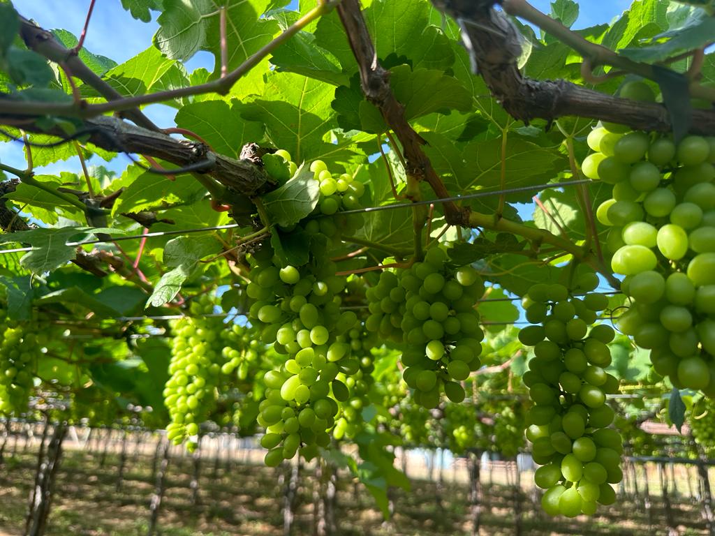 Imagem Fazenda à Venda, 19 HAem Curral Queimado - Petrolina