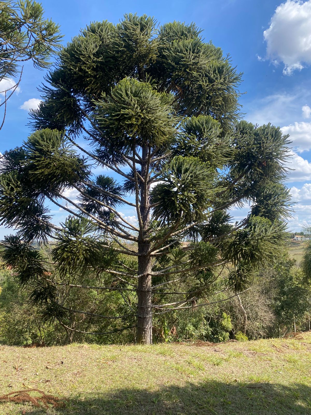 Imagem Chácara com 6 Quartos à Venda, 512 m² em rural - Araçoiaba da Serra Imagem Chácara com 6 Quartos à Venda, 512 m² em rural - Araçoiaba da Serra