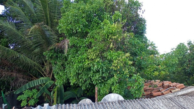 Imagem Casa com 2 Quartos à Venda, 75 m² em Marituba - Ananindeua