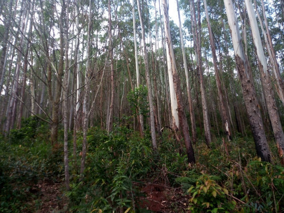 Imagem Terreno à Venda, 137.000 m² em São Domingos - Bias Fortes Imagem Terreno à Venda, 137.000 m² em São Domingos - Bias Fortes